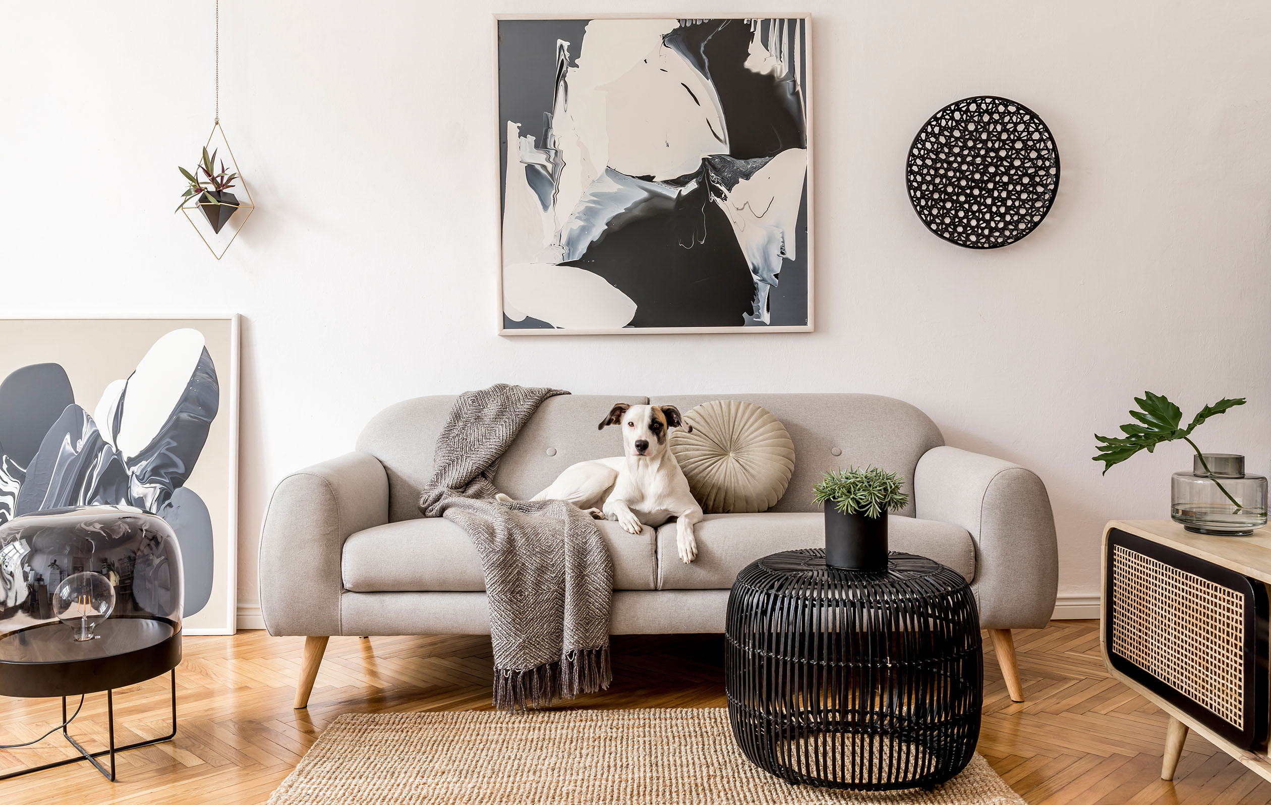 Hero Gallery Module_ Dog on Sofa